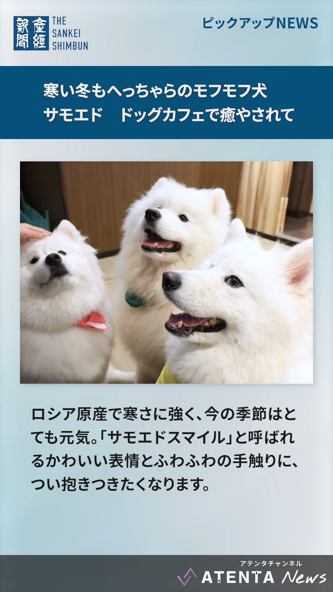 ニュースコンテンツの表示例